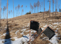 Kůrovcová kalamita v podhůří Jeseníků