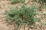 Chruplavník větší