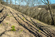 hlaváčky v Milovickém lese