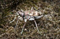 svižník písčitý