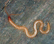 Zemivka žlutavá (Clinopodes ﬂavidus)