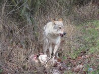 Československý vlčák