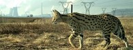 serval