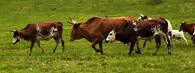 Kamerunské krávy na pastvě 