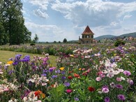 Letničkový záhon na zámku Červené Poříčí