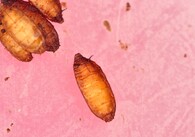 Kukla octomilky obecné