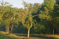 Alej v Českém středohoří