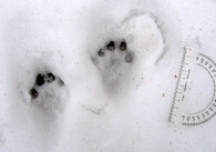 Celostátní mapování vydry říční 