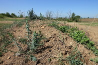 lnice kručinkolistá