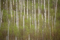 Tichá a Koprová dolina