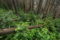 Tichá a Koprová dolina