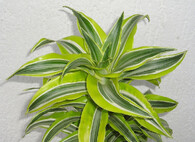 Dracaena deremensis