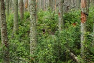 Tichá a Koprová dolina