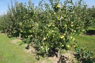 Profesionální genofondová plocha