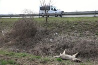 vlk sražený u mladé boleslavi