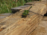 Sameček vážky klínatky rohaté