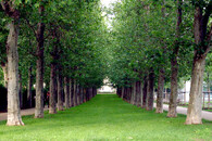 Platanová alej na Letné