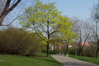 Sady Vítkov v Praze