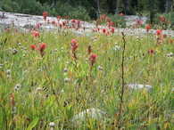 Kvetoucí Castilleja miniata