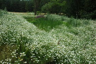 kořenová čistírna