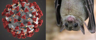 koronavirus a netopýr