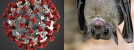 koronavirus a netopýr