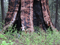 Sekvojovec obrovský Král Artuš