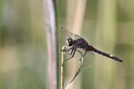 Vážka jasnoskvrnná