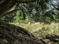 Tis červený v Waverley Abbey