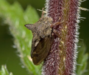 Ostnohřbetka křovinná (Centrotus cornutus)