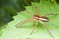 Dolomedes plantarius