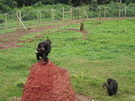 Šimanzi na ostrově Ngamba