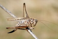 Platycleis affinis