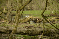 Liberecký lesík Opičák