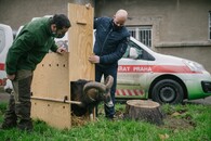 Muflon v Thomayerově nemocnici