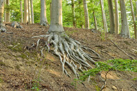 krušnohorské bučiny