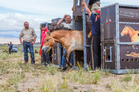 Vypouštění kůň Převalského