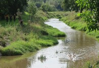 Labutě na řece Klabavě