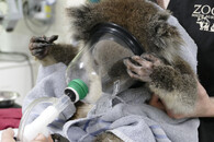 Koala s dýchacím přístrojem