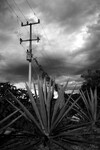 Agáve (Agave tequilana)