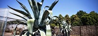 agave