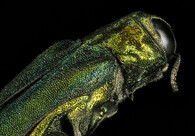 Agrilus planipennis