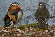 Kachnička mandarínská