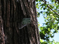 Památná lípa v obci Libouň