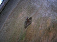 Hřebík zaražený ve starém kmeni, Žofínský prales