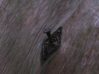 Hřebík zaražený ve starém kmeni, Žofínský prales