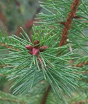 Smrk ztepilý (picea abies).