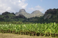 Banánová plantáž