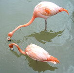 Plameňák karibský (Phoenicopterus ruber)