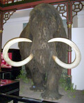 Mamut